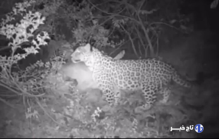 حضور قدرتمند پلنگ ایرانی در منطقه شکارممنوع تپال شاهرود