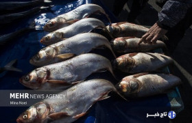 سند الگوی کشت و بهرهگیری از فناوری نانوحباب در تامین امنیت غذایی