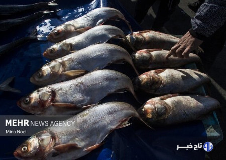 سند الگوی کشت و بهره‌گیری از فناوری نانوحباب در تامین امنیت غذایی