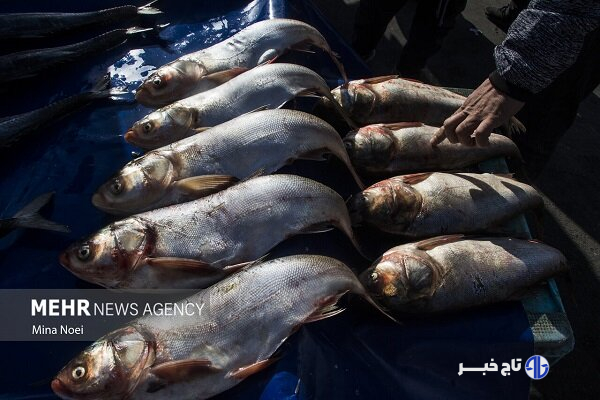سند الگوی کشت و بهره‌گیری از فناوری نانوحباب در تامین امنیت غذایی