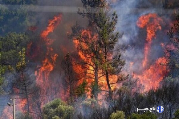 سوختن مجدد برگ‌های پاییزی، شائبه آتش‌سوزی جنگل دیزمار را ایجاد کرد