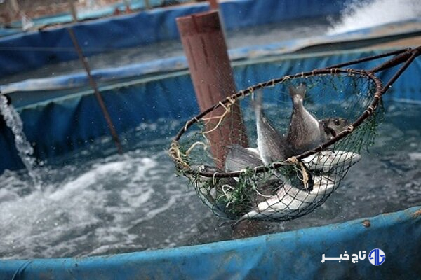 شیلات چابهار؛ موتور محرک اقتصاد دریامحور جنوب شرق ایران