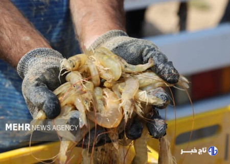 فرصت یک‌ماهه برای فعال‌سازی مزارع راکد میگو در چوئبده آبادان ارائه شد