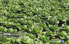 لزوم استفاده از سیستم‌های نوین آبیاری در مزارع سبزی و صیفی