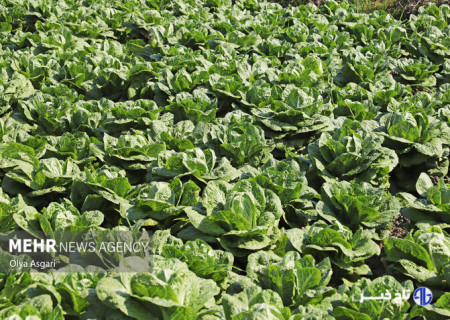 لزوم استفاده از سیستم‌های نوین آبیاری در مزارع سبزی و صیفی