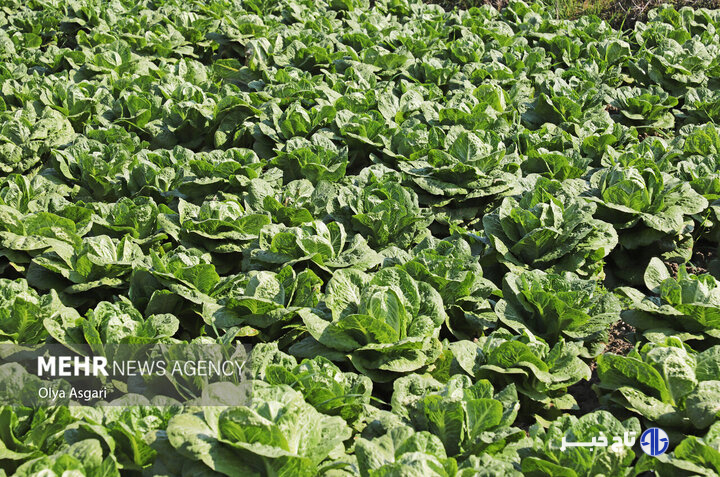 لزوم استفاده از سیستم‌های نوین آبیاری در مزارع سبزی و صیفی