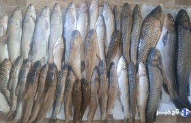 متخلفان صید غیرمجاز در سد سلمان فارسی دستگیر شدند