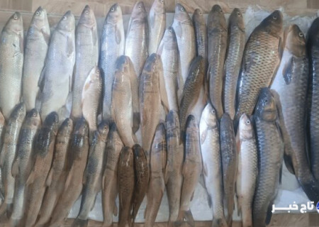 متخلفان صید غیرمجاز در سد سلمان فارسی دستگیر شدند