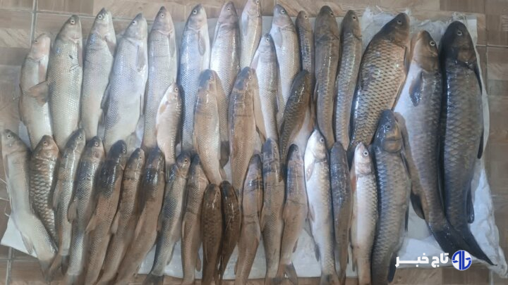 متخلفان صید غیرمجاز در سد سلمان فارسی دستگیر شدند