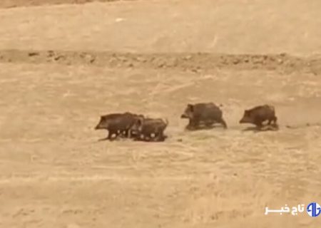 مشاهده یک گله گراز در کوهرنگ