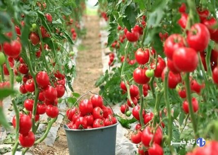 مصرف آب در گلخانه‌ها یک‌دهم فضای باز است