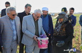 نوری: زنجیره ارزش و ایجاد هویت تجاری زعفران خراسان شمالی تکمیل شود