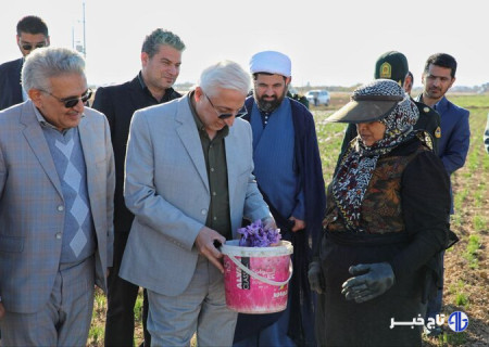 نوری: زنجیره ارزش و ایجاد هویت تجاری زعفران خراسان شمالی تکمیل شود