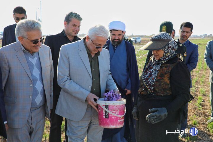 نوری: زنجیره ارزش و ایجاد هویت تجاری زعفران خراسان شمالی تکمیل شود