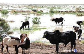 نژاد گاو اصیل سیستانی؛ میراث ژنتیکی ایران و ستون اقتصاد بومی