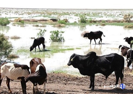 نژاد گاو اصیل سیستانی؛ میراث ژنتیکی ایران و ستون اقتصاد بومی