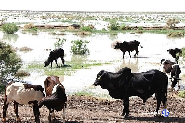نژاد گاو اصیل سیستانی؛ میراث ژنتیکی ایران و ستون اقتصاد بومی