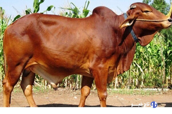 نژاد گاو اصیل سیستانی؛ میراث ژنتیکی ایران و ستون اقتصاد بومی