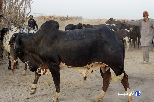 نژاد گاو اصیل سیستانی؛ میراث ژنتیکی ایران و ستون اقتصاد بومی
