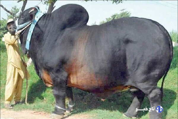 نژاد گاو اصیل سیستانی؛ میراث ژنتیکی ایران و ستون اقتصاد بومی