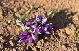 کشت زعفران در کردستان به ۱۰۰ هکتار رسید؛ طلای سرخ نماد پویایی کشاورزی