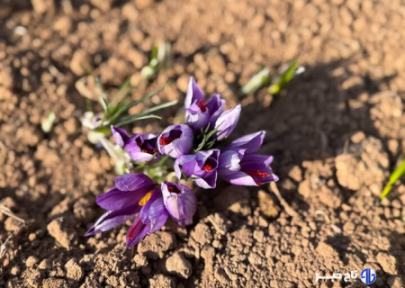 کشت زعفران در کردستان به ۱۰۰ هکتار رسید؛ طلای سرخ نماد پویایی کشاورزی
