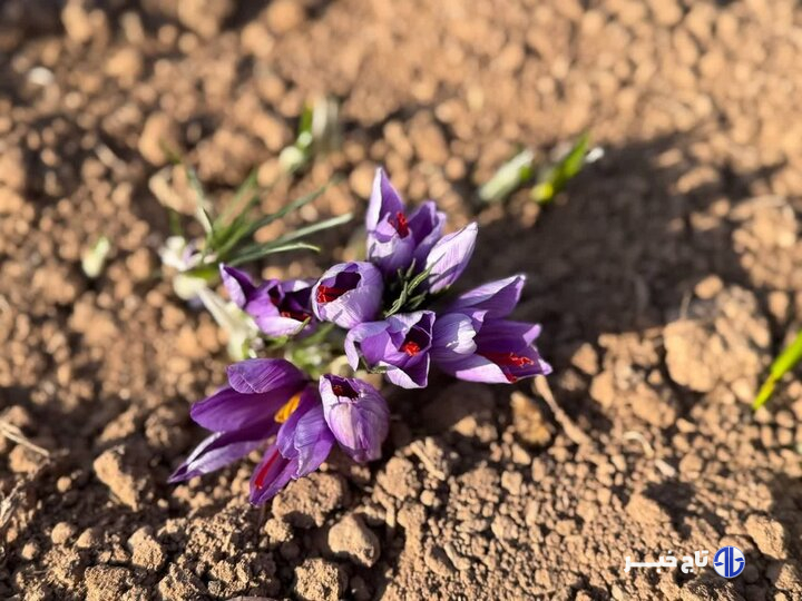 کشت زعفران در کردستان به ۱۰۰ هکتار رسید؛ طلای سرخ نماد پویایی کشاورزی