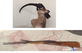 کشف تاکسیدرمی بز کوهی در خرم‌آباد