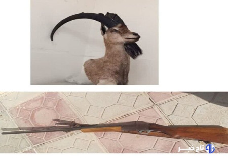 کشف تاکسیدرمی بز کوهی در خرم‌آباد