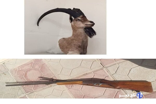 کشف تاکسیدرمی بز کوهی در خرم‌آباد