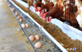 ۶۵۰ هزار تن ذرت در بنادر کشور در انتظار تامین ارز است