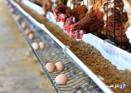 ۶۵۰ هزار تن ذرت در بنادر کشور در انتظار تامین ارز است