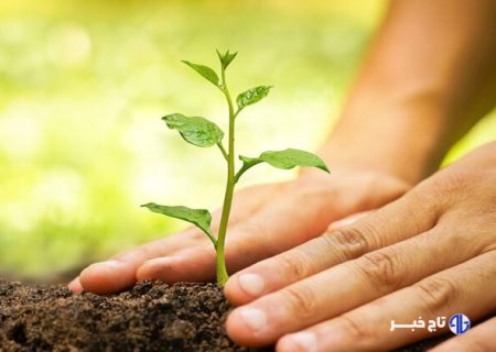 ۵۰ هزار درختچه و گل فصلی در شرق تهران کاشته شد