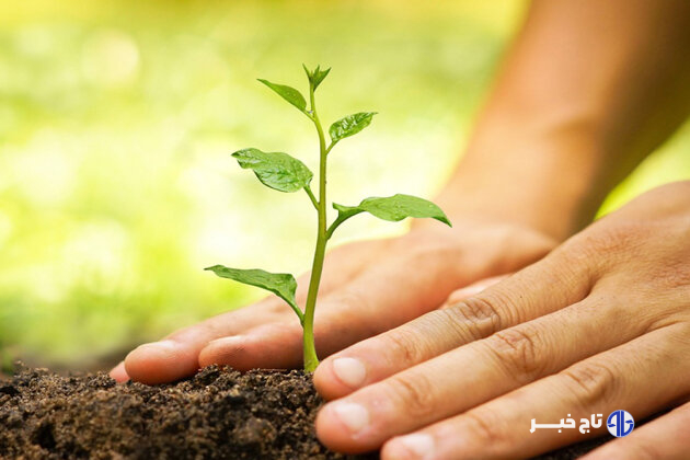 ۵۰ هزار درختچه و گل فصلی در شرق تهران کاشته شد