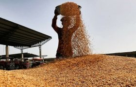 پیش بینی برداشت ۷۰۰ هزار تن گندم و جو در لرستان