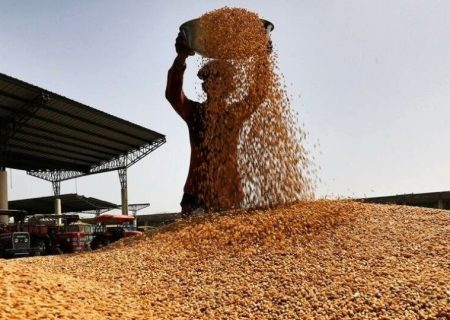 پیش بینی برداشت ۷۰۰ هزار تن گندم و جو در لرستان