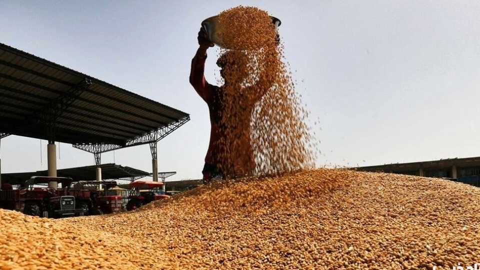 پیش بینی برداشت ۷۰۰ هزار تن گندم و جو در لرستان